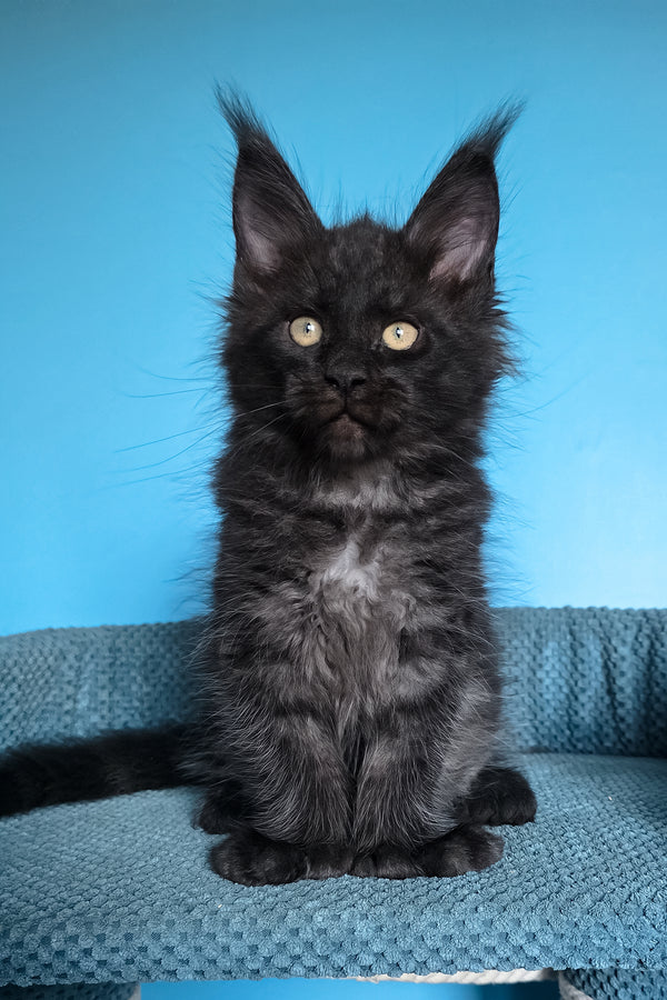 Urmas | Polydactyl Maine Coon Kitten