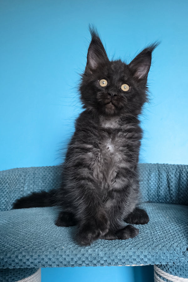 Urmas | Polydactyl Maine Coon Kitten
