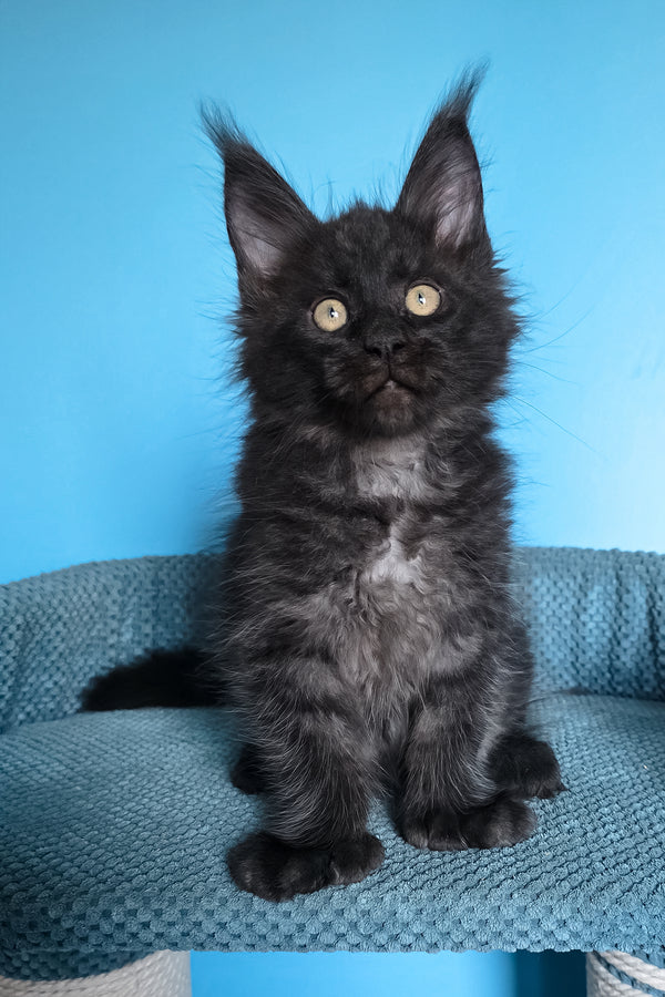 Urmas | Polydactyl Maine Coon Kitten