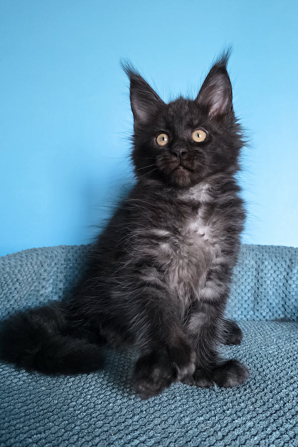Urmas | Polydactyl Maine Coon Kitten
