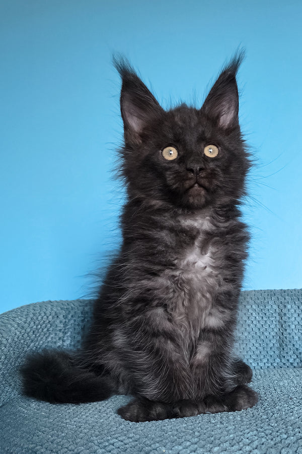 Urmas | Polydactyl Maine Coon Kitten