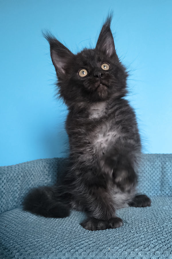 Urmas | Polydactyl Maine Coon Kitten