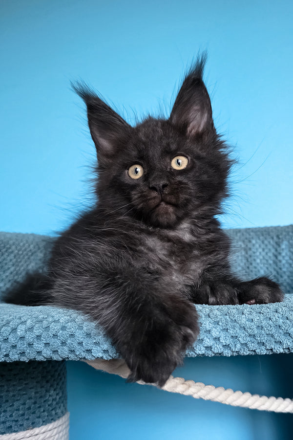 Urmas | Polydactyl Maine Coon Kitten