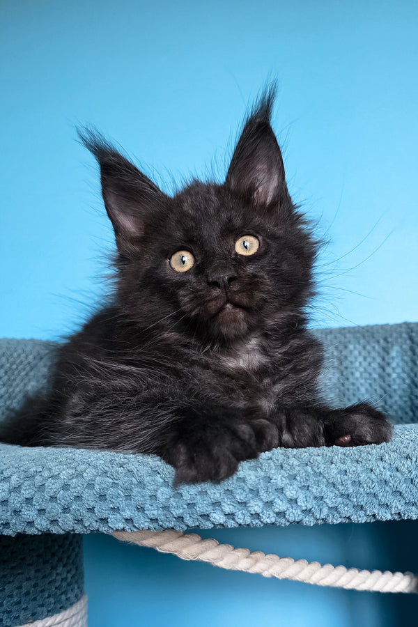 Urmas | Polydactyl Maine Coon Kitten
