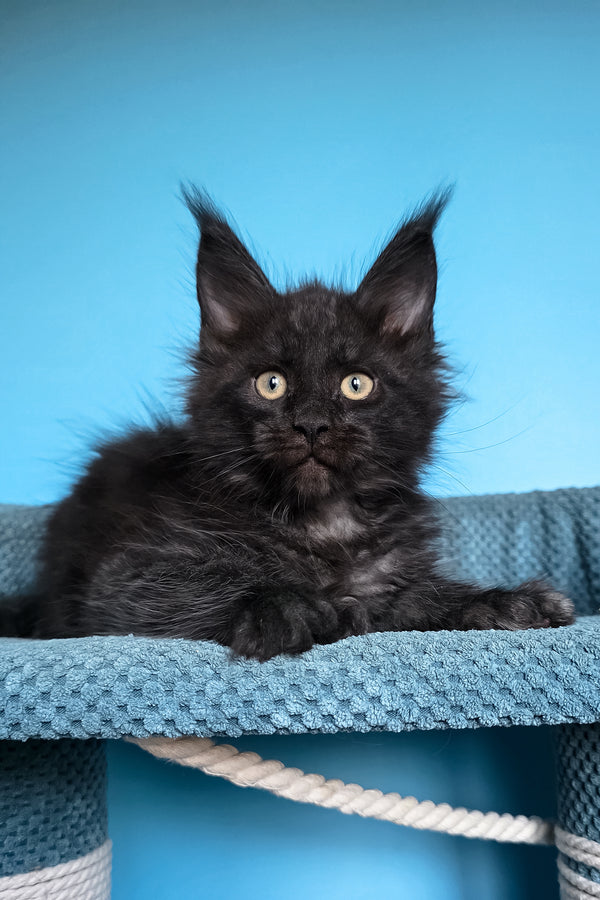 Urmas | Polydactyl Maine Coon Kitten