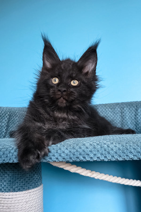 Urmas | Polydactyl Maine Coon Kitten
