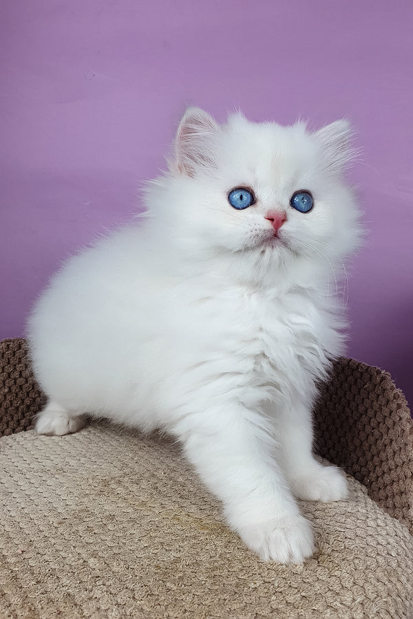 Ursina | British Longhair Kitten