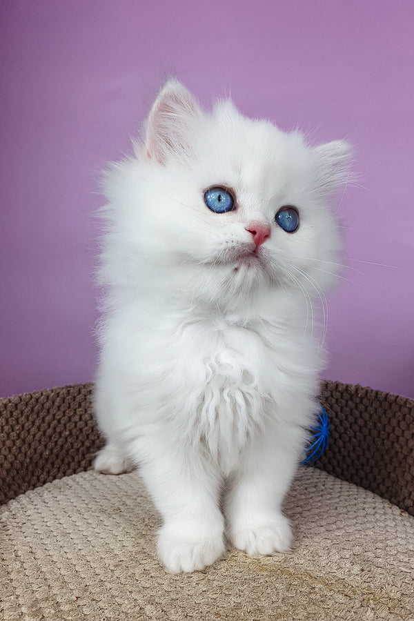 Ursina | British Longhair Kitten