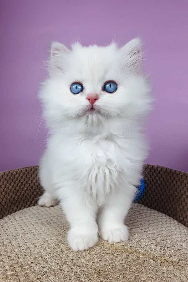 Ursina | British Longhair Kitten