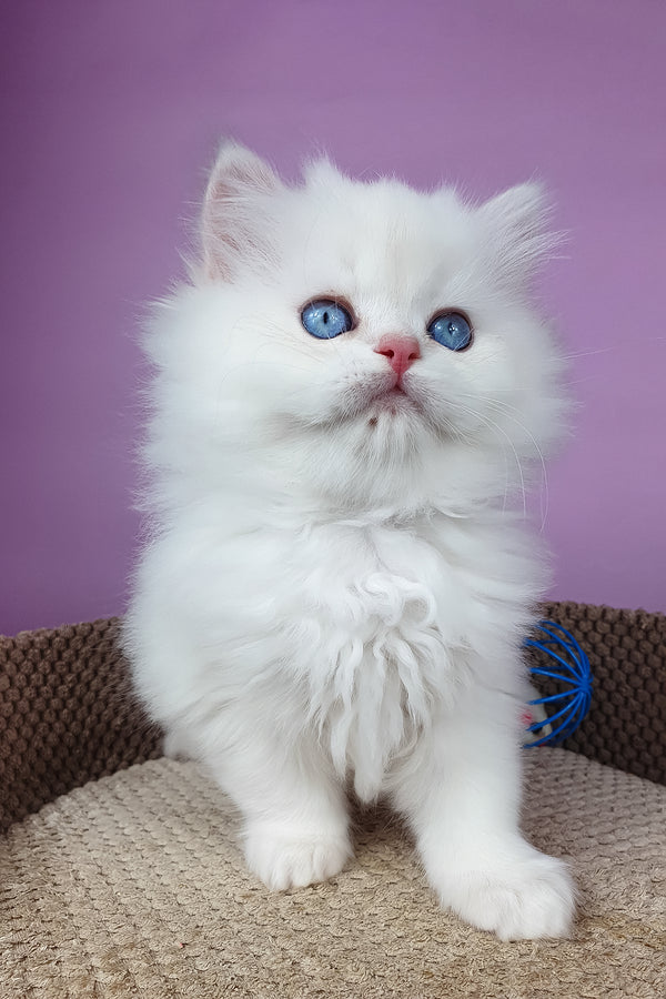 Ursina | British Longhair Kitten