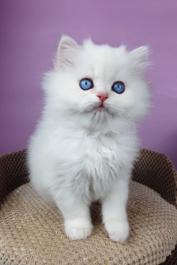 Ursina | British Longhair Kitten