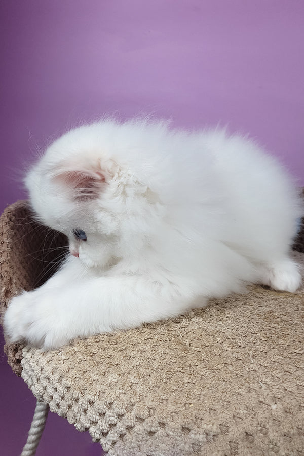 Ursina | British Longhair Kitten