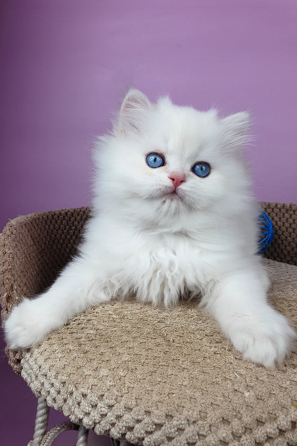 Ursina | British Longhair Kitten