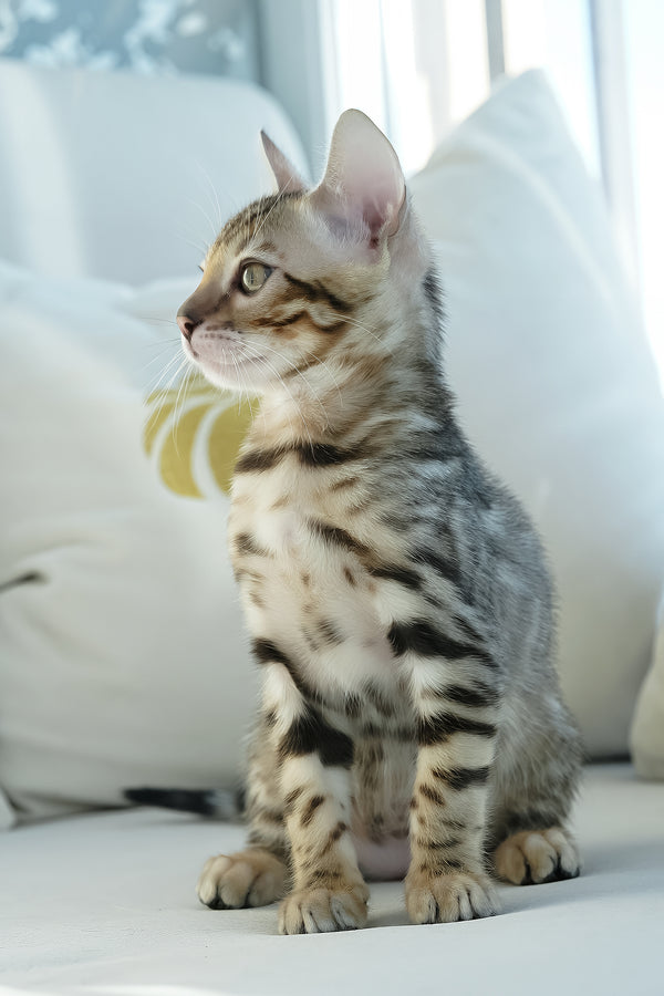Ursula | Bengal Kitten
