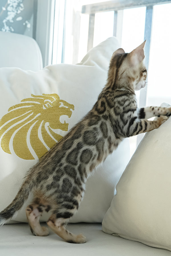 Ursula | Bengal Kitten