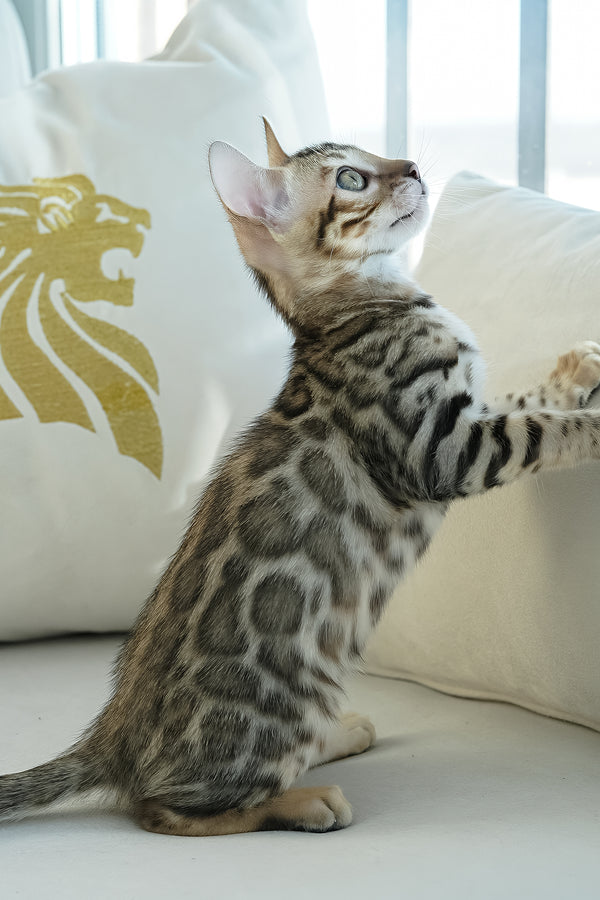 Ursula | Bengal Kitten