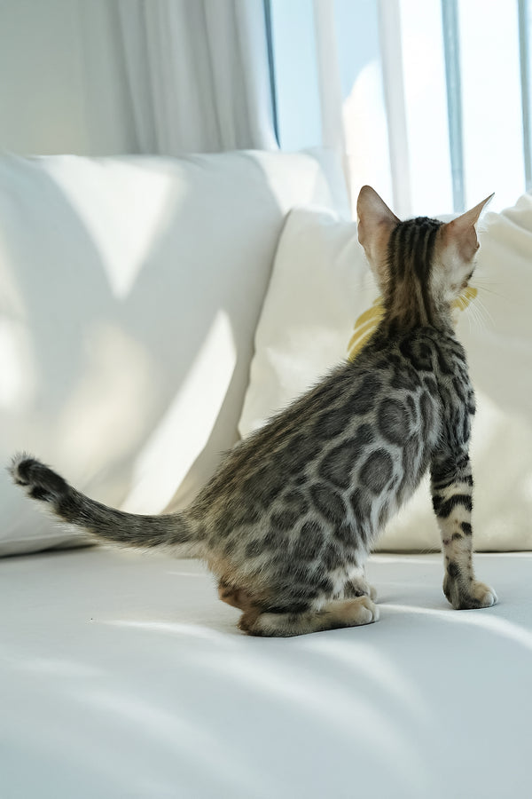 Ursula | Bengal Kitten