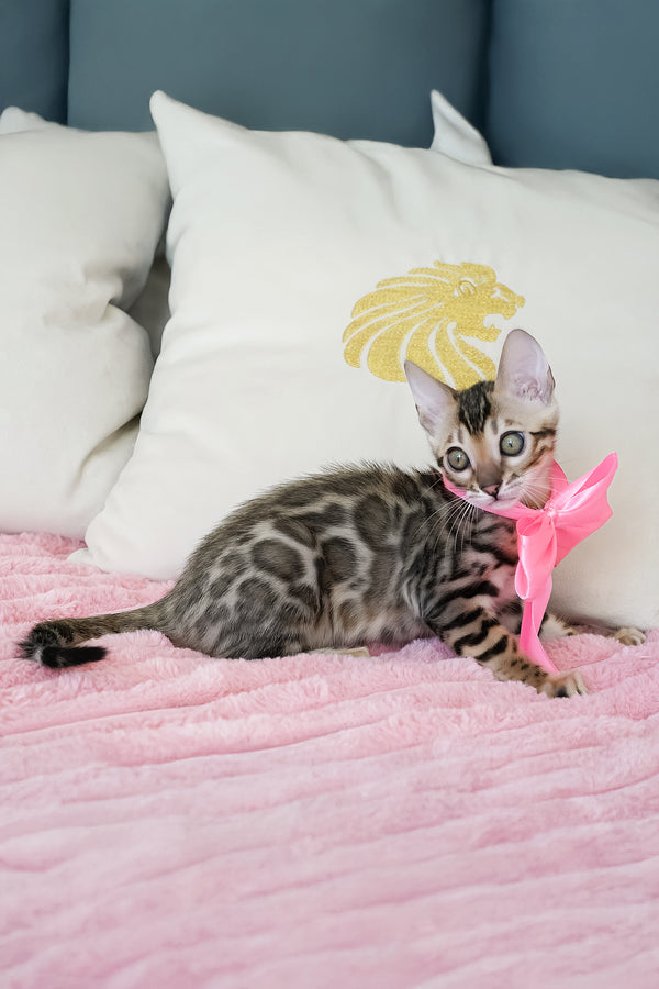 Ursula | Bengal Kitten