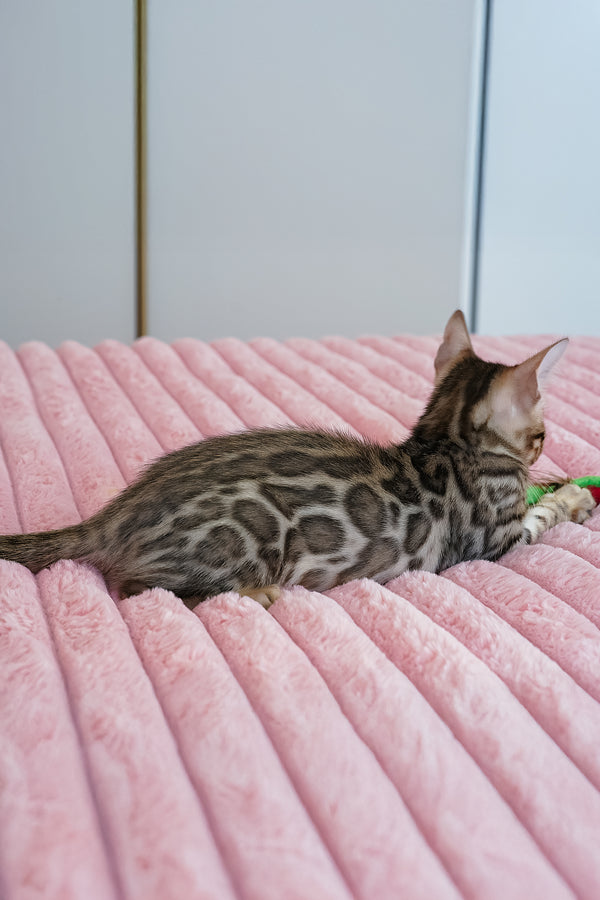Ursula | Bengal Kitten