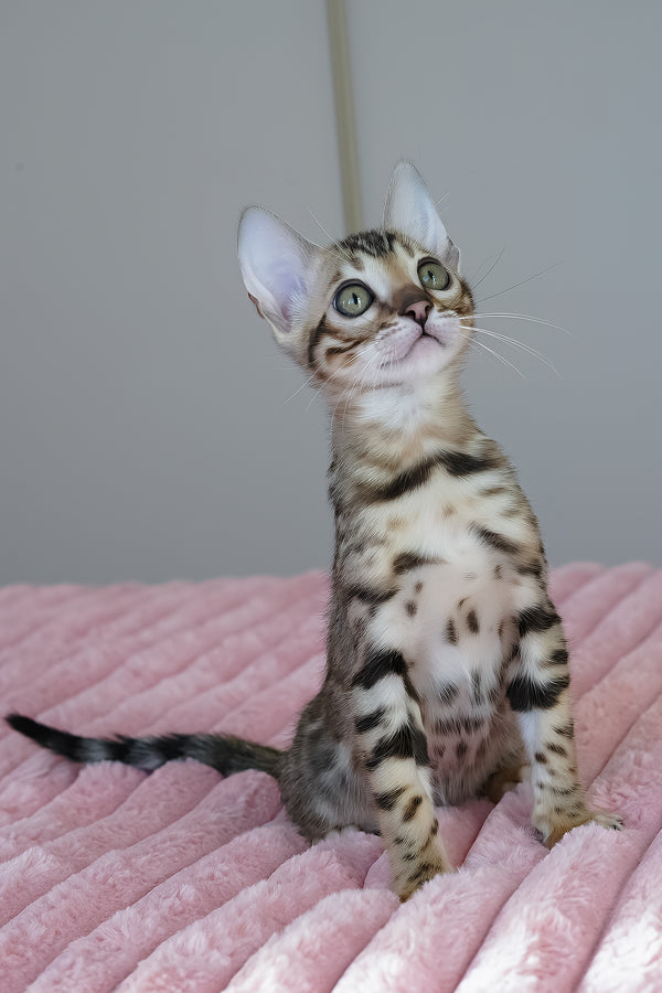 Ursula | Bengal Kitten