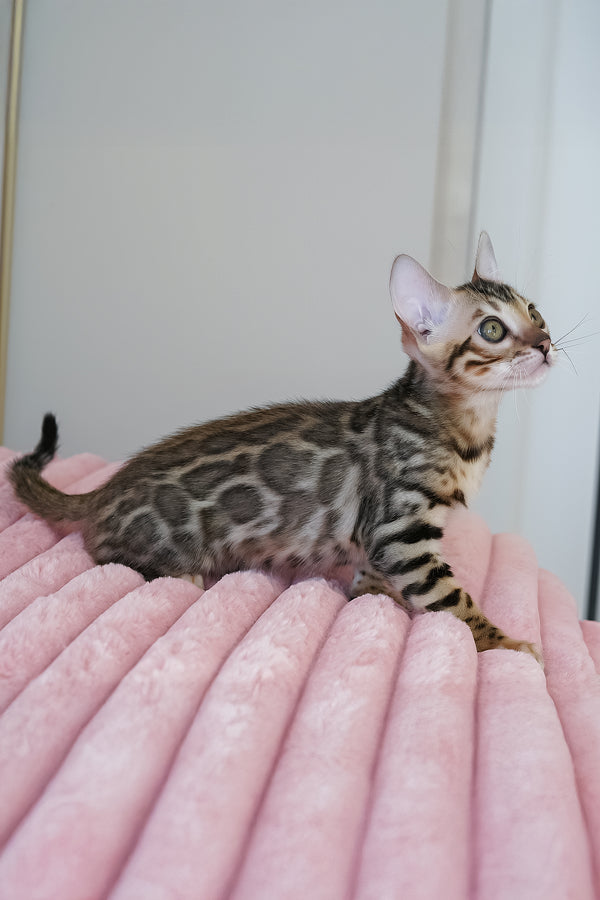 Ursula | Bengal Kitten