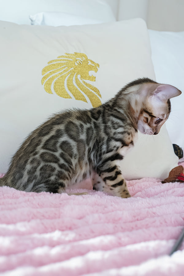 Ursula | Bengal Kitten