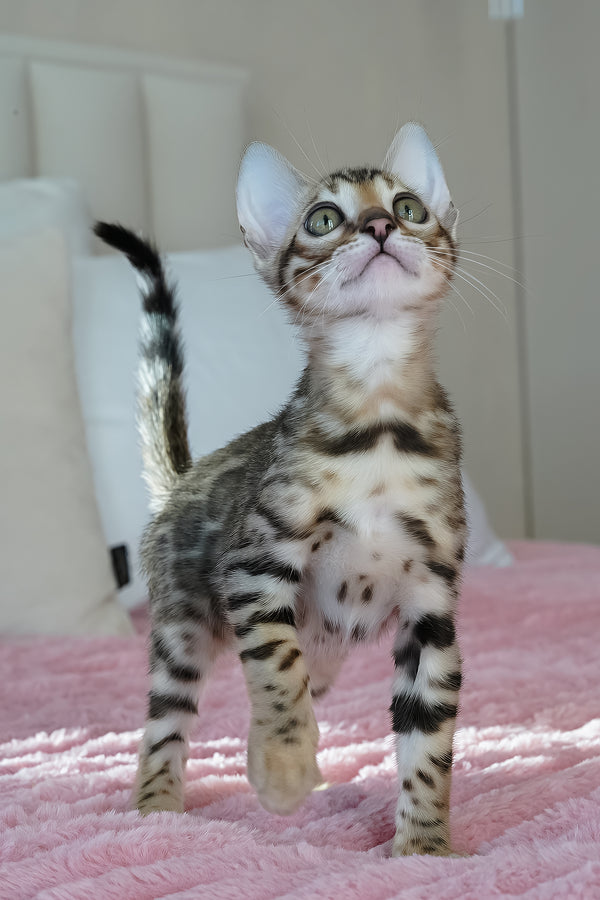 Ursula | Bengal Kitten