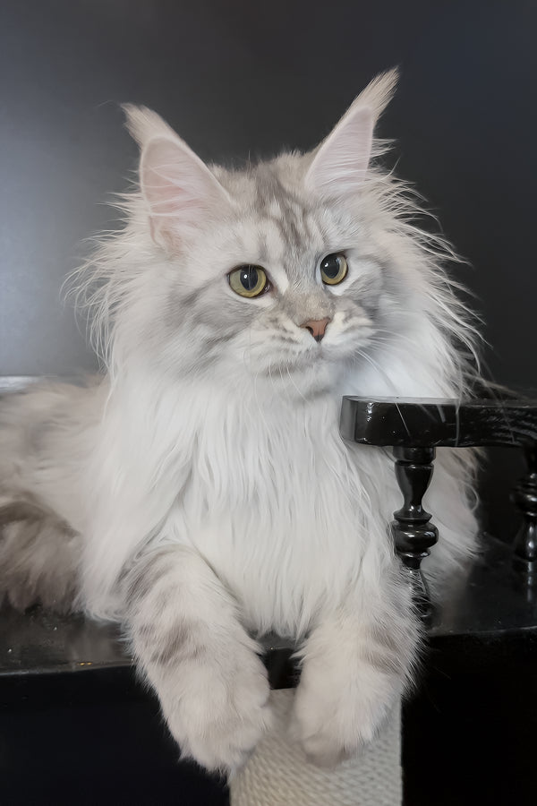 Uspih | Maine Coon Kitten
