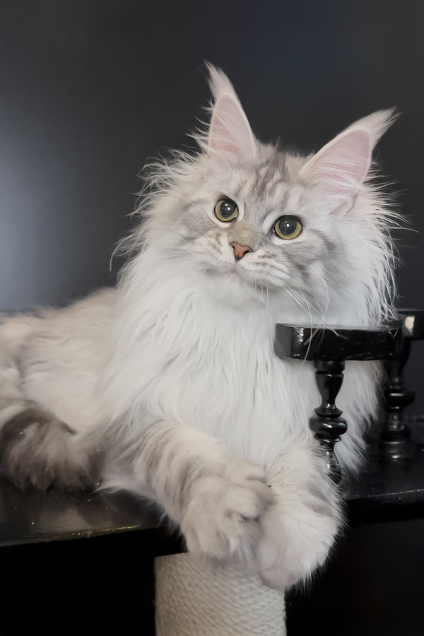 Uspih | Maine Coon Kitten