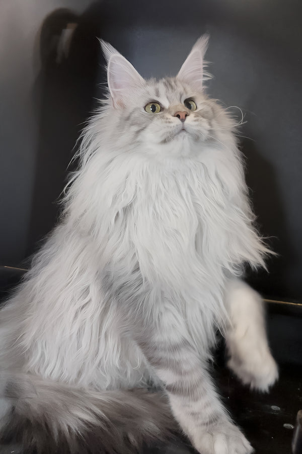 Uspih | Maine Coon Kitten