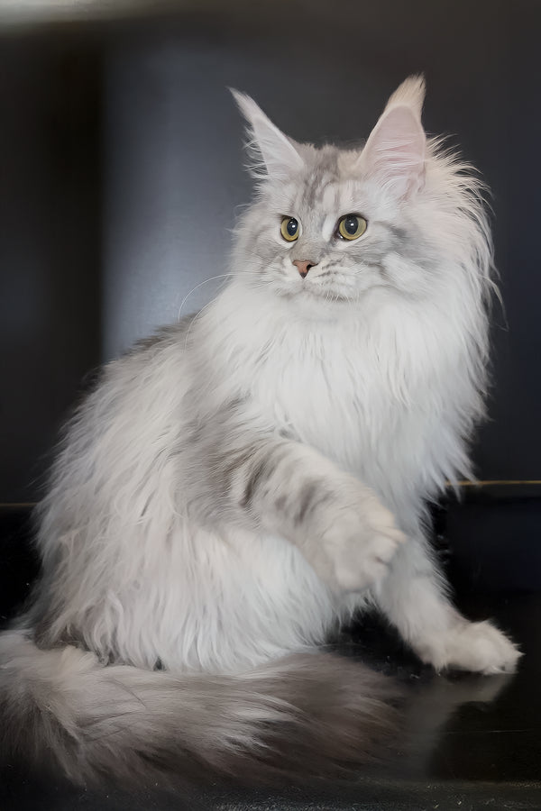 Uspih | Maine Coon Kitten