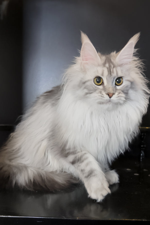Uspih | Maine Coon Kitten