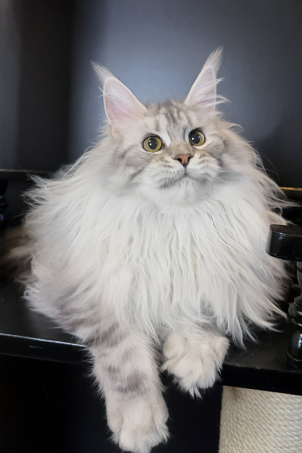 Uspih | Maine Coon Kitten