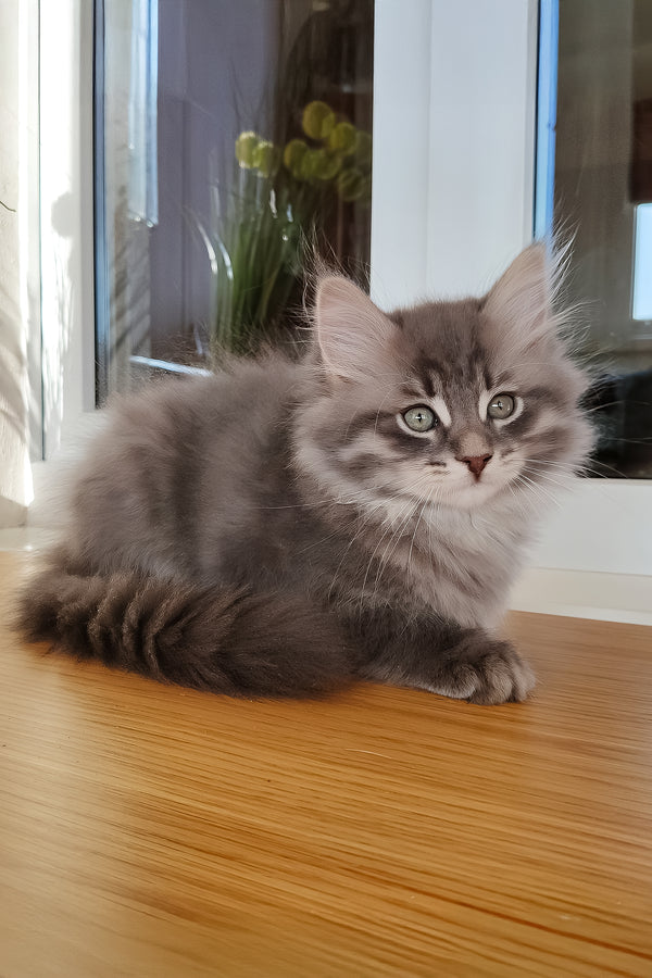 Ustin | Siberian Kitten