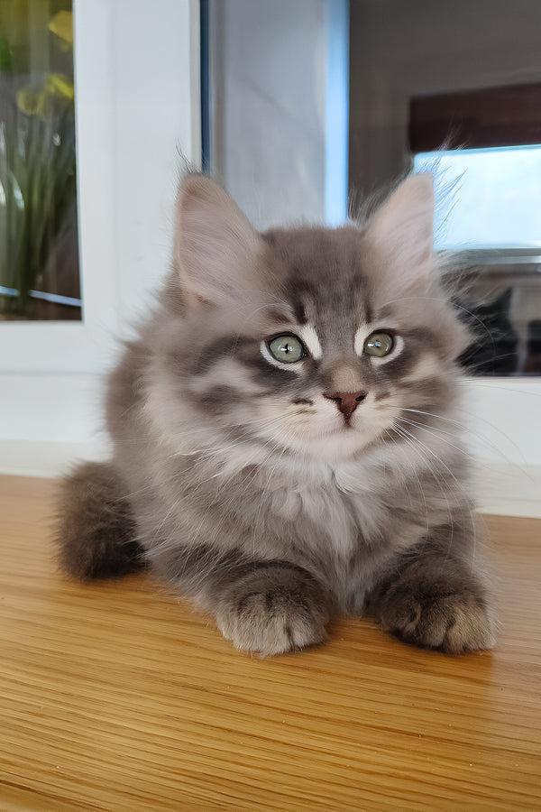 Ustin | Siberian Kitten