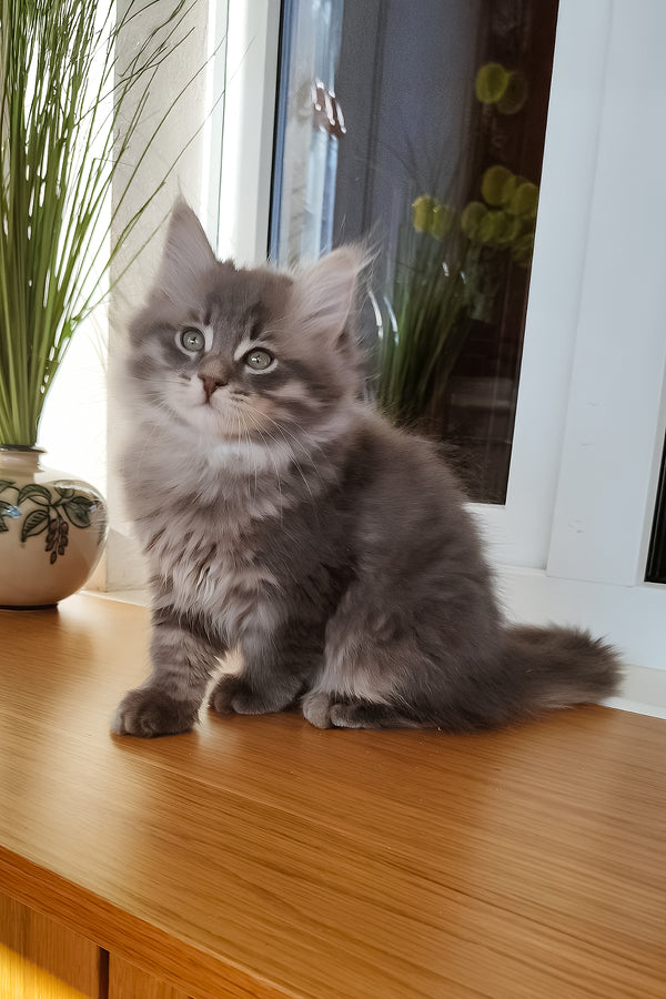 Ustin | Siberian Kitten