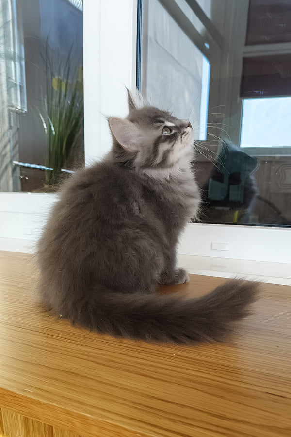 Ustin | Siberian Kitten