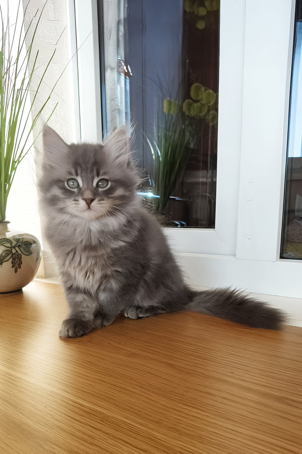 Ustin | Siberian Kitten