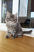 Ustin | Siberian Kitten