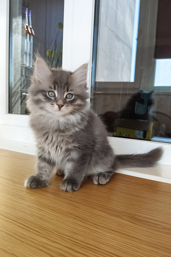 Ustin | Siberian Kitten