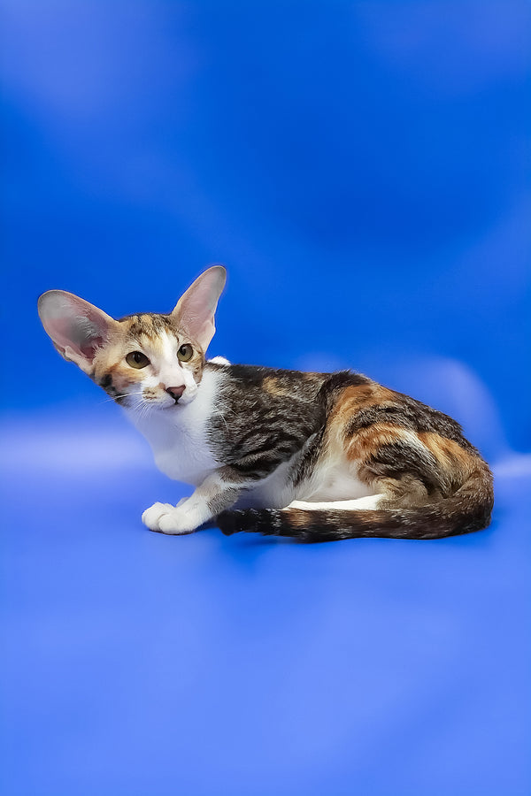 Ustina | Oriental Shorthair Kitten