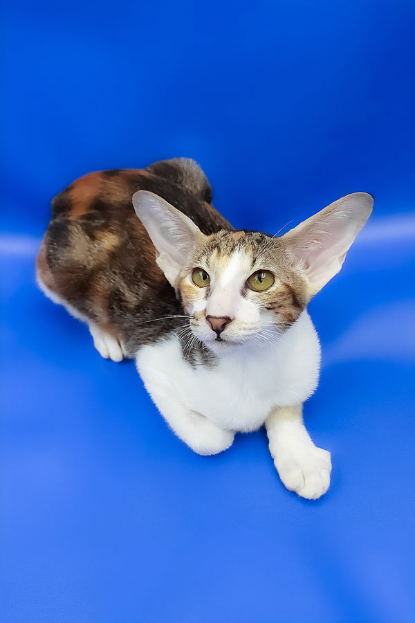 Ustina | Oriental Shorthair Kitten