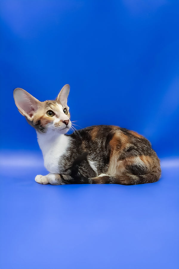 Ustina | Oriental Shorthair Kitten