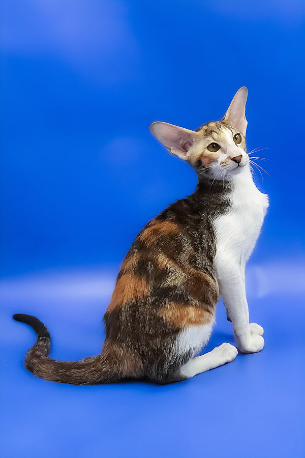 Ustina | Oriental Shorthair Kitten
