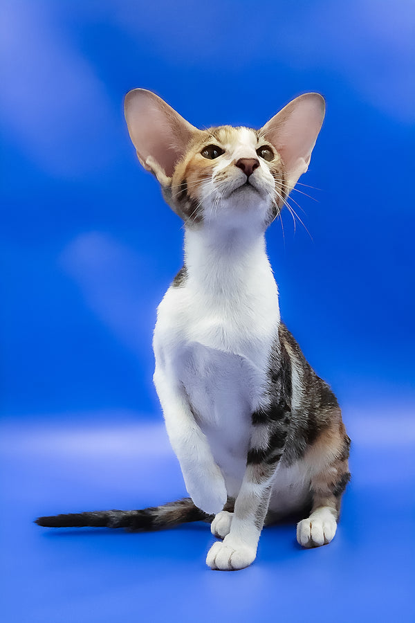 Ustina | Oriental Shorthair Kitten