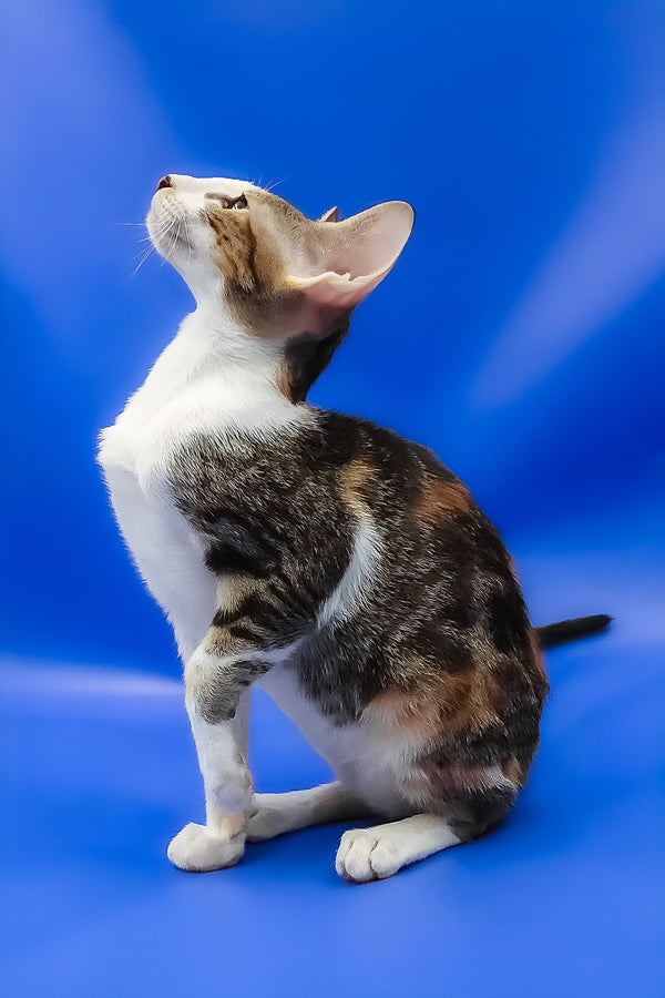 Ustina | Oriental Shorthair Kitten