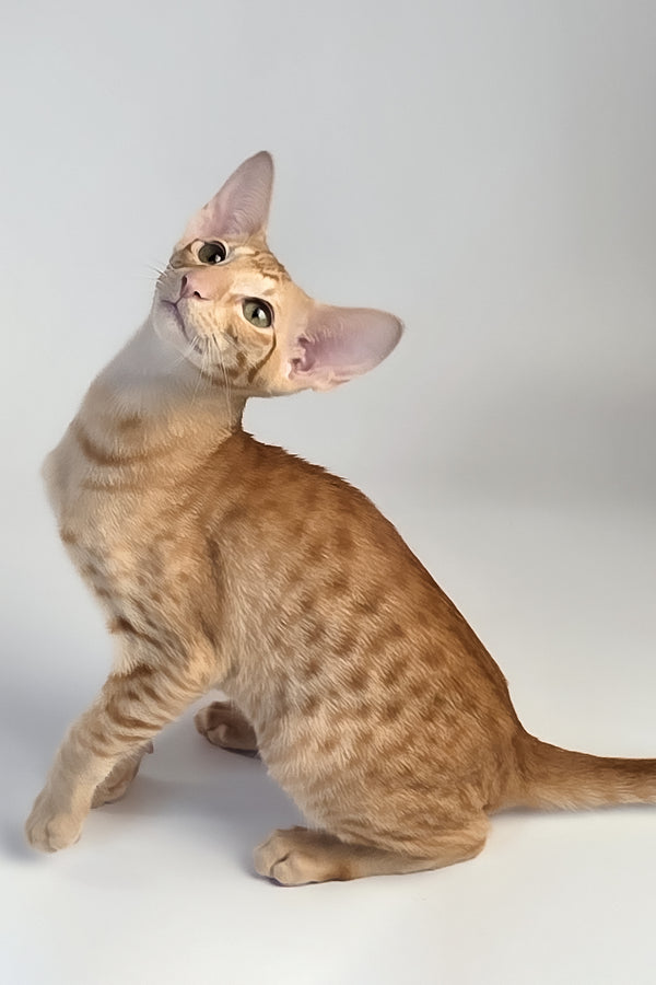 Uvar | Oriental Shorthair Kitten