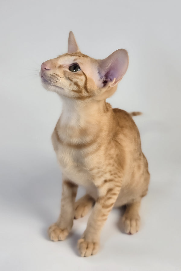 Uvar | Oriental Shorthair Kitten