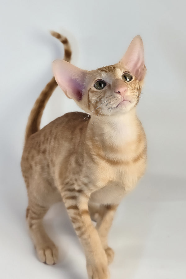Uvar | Oriental Shorthair Kitten