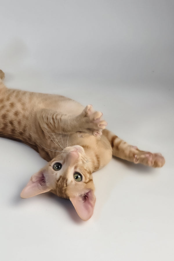 Uvar | Oriental Shorthair Kitten
